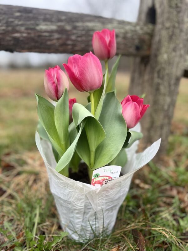 Spring Blooming Tulips (6 in. pot)