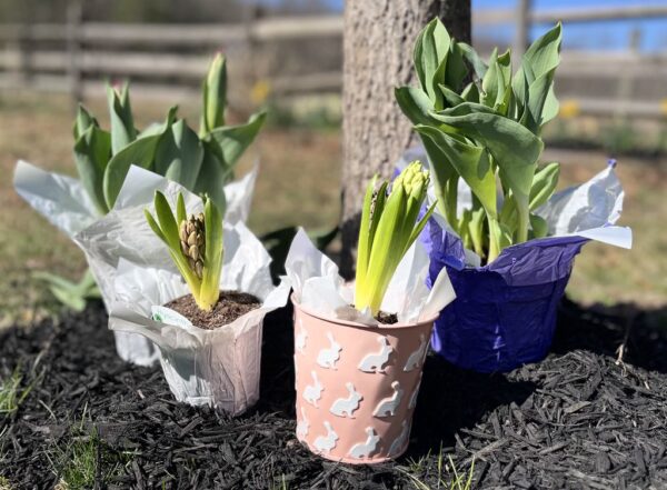 Spring Blooming Tulips (6 in. pot) - Image 5