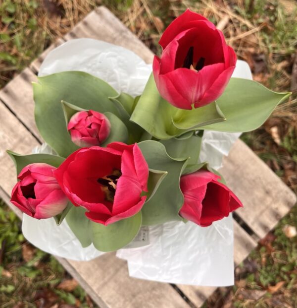 Spring Blooming Tulips (6 in. pot) - Image 4