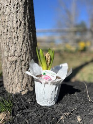 Spring Blooming Hyacinth (4 in. pot)
