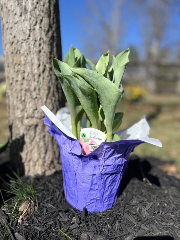 Spring Blooming Tulips (6 in. pot) - Image 3