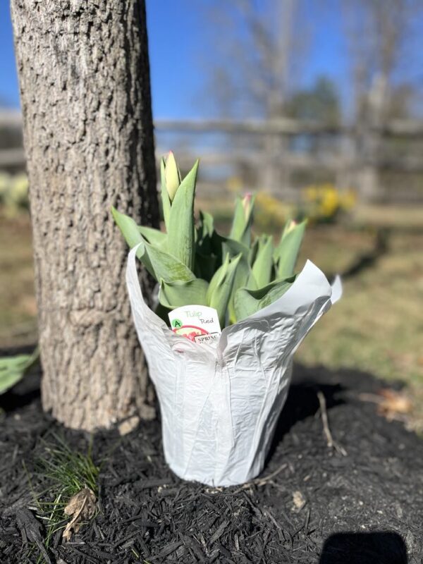 Spring Blooming Tulips (6 in. pot) - Image 2