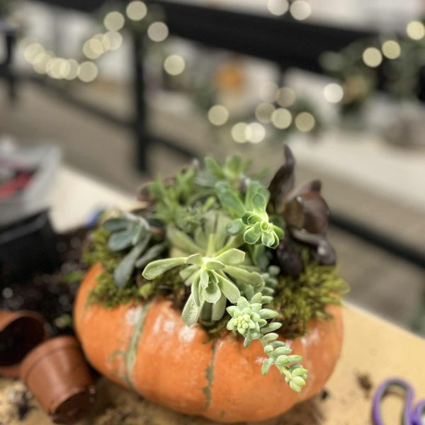 Succulent Pumpkin Workshop at Needle in the Haystack, LLC.
