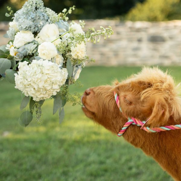 StyledWedding-AntrimSpringFarm-072125-00362